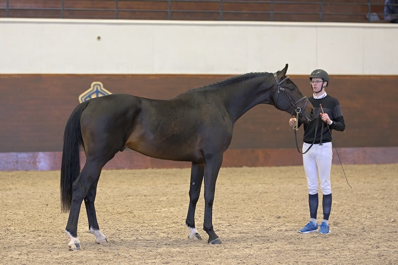 Amaretti HH (SWB) at the Swedish Stallion Test 2021. Photo Jöns Leandersson.