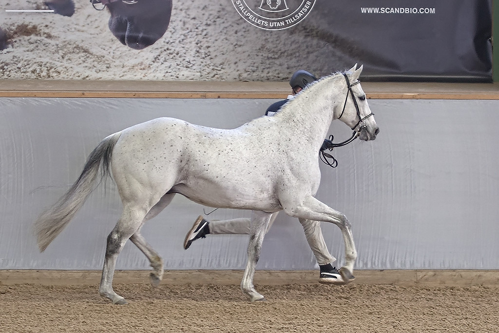 Aces Star xx 1417, Grevagården 2020. Photo Jöns Leandersson.