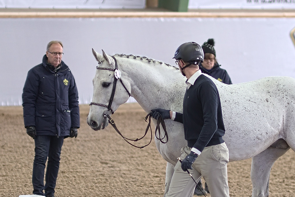 Aces Star xx 1417, Grevagården 2020. Photo Jöns Leandersson.