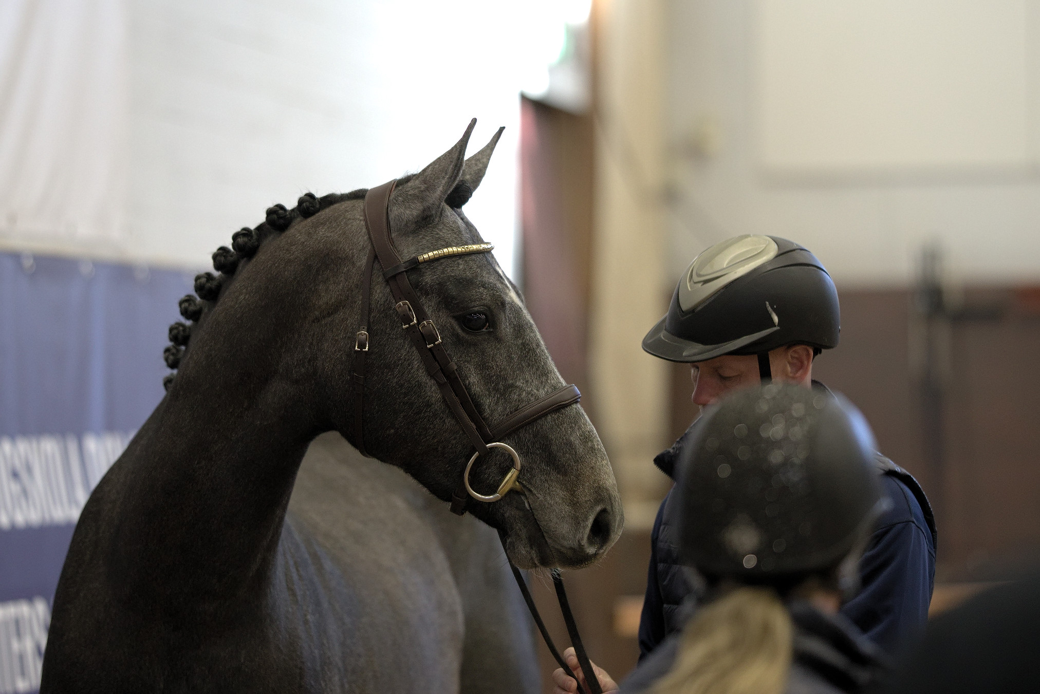 Blue Devil (SWB) at the Swedish Stallion Test 2022. Photo Jöns Leandersson.
