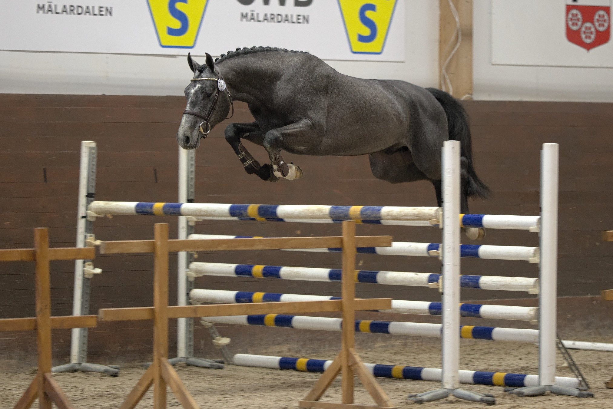 Blue Devil (SWB) at the Swedish Stallion Test 2022. Photo Jöns Leandersson.