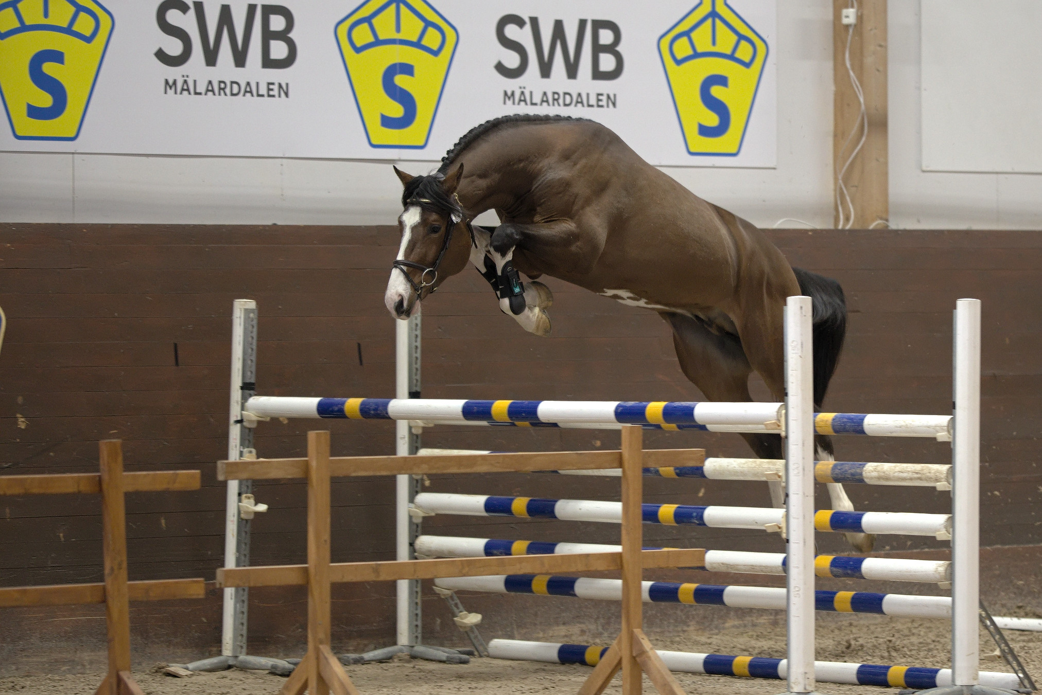 Amorinas Booomerang 1450 (SWB) at the Swedish Stallion Test 2022. Photo Jöns Leandersson.