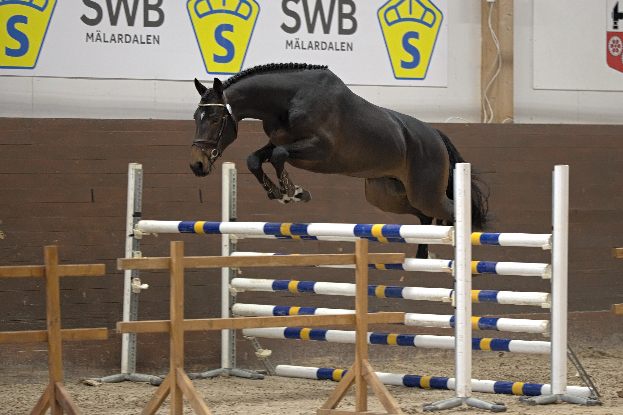 Le Étoile (SWB) at the Swedish Stallion Test 2022. Photo Jöns Leandersson.