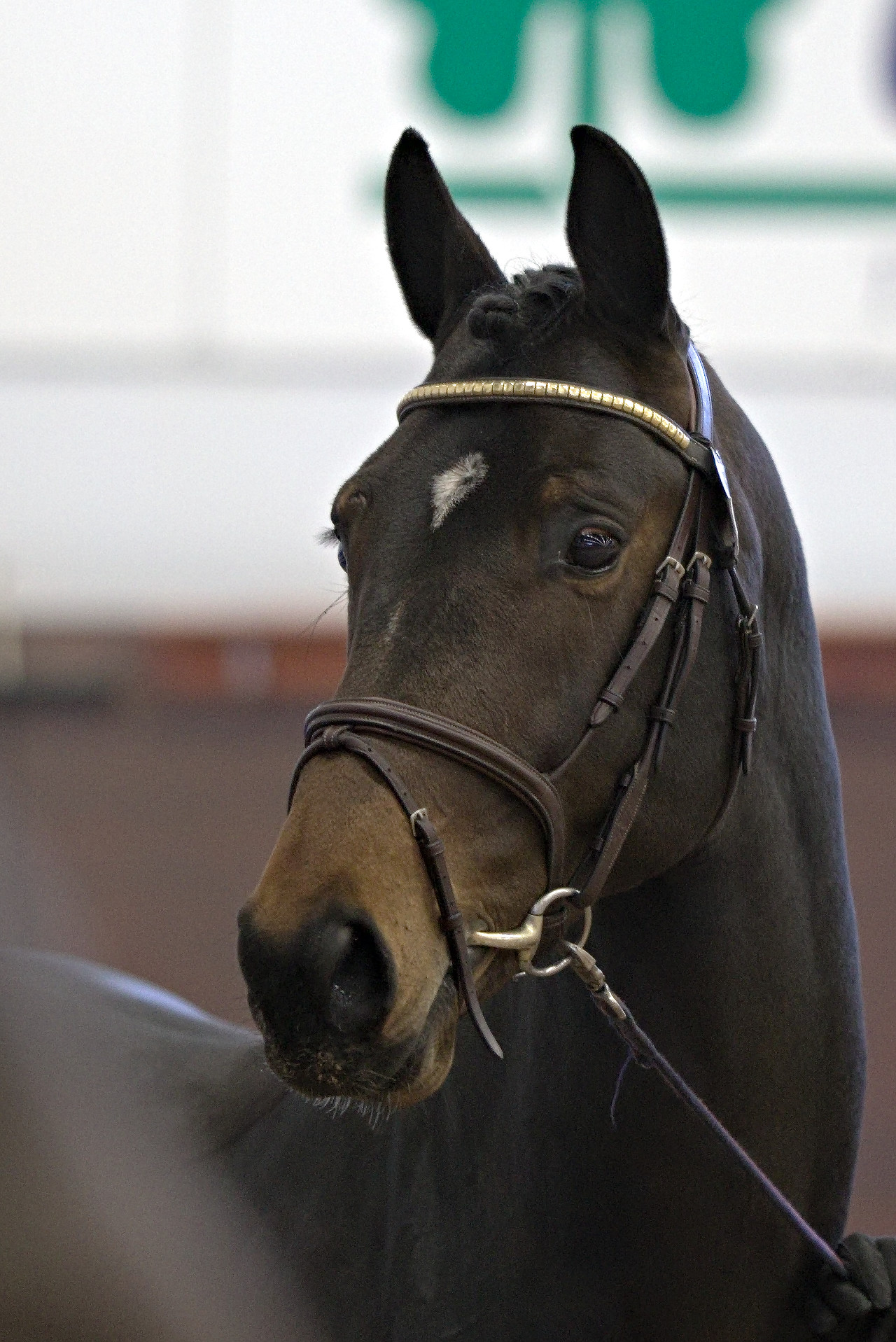 Le Étoile (SWB) at the Swedish Stallion Test 2022. Photo Jöns Leandersson.