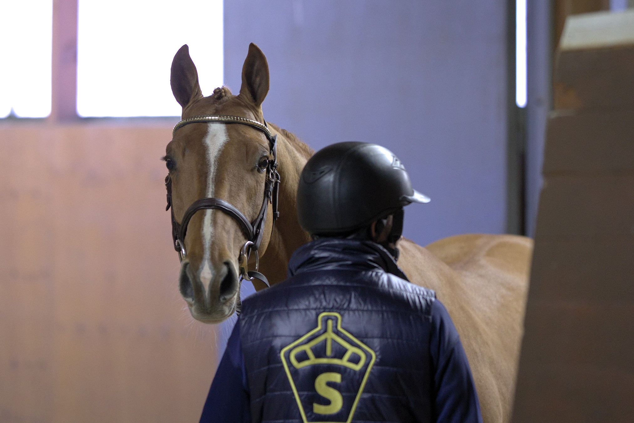 Galero Asp (SWB) at the Swedish Stallion Test 2022. Photo Jöns Leandersson.