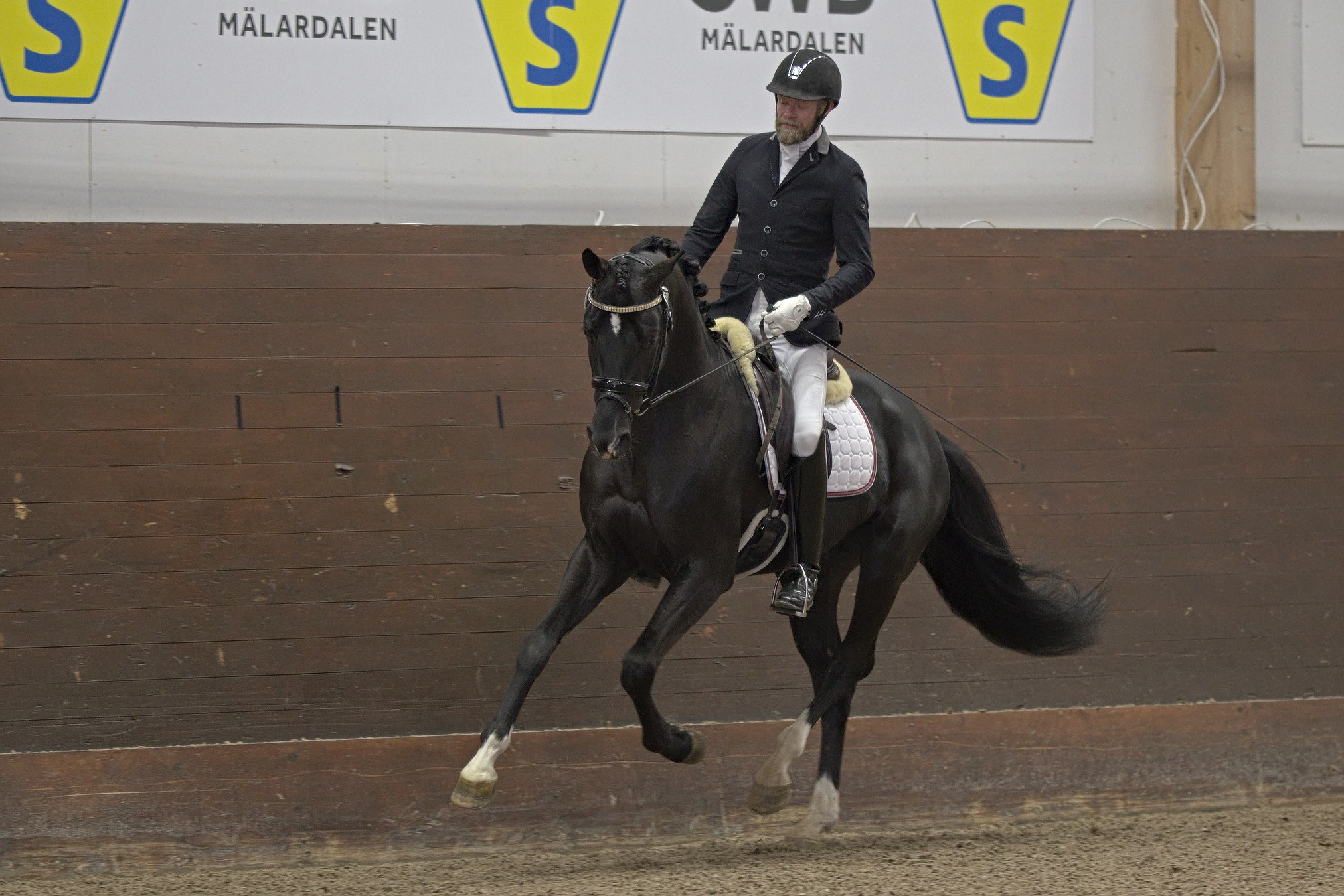 Diamond Heart E (SWB) at the Swedish Stallion Test 2022. Photo Jöns Leandersson.