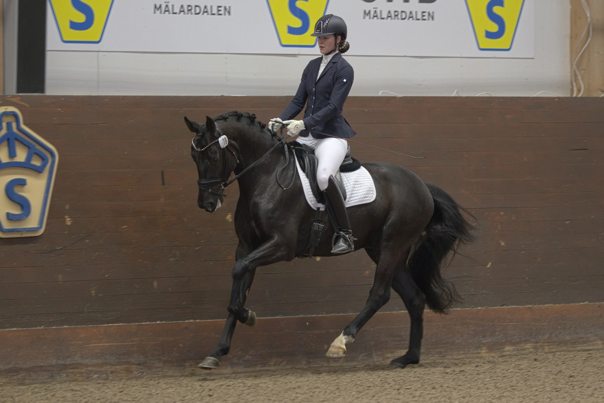 All Time High (SWB) at the Swedish Stallion Test 2022. Photo Jöns Leandersson.