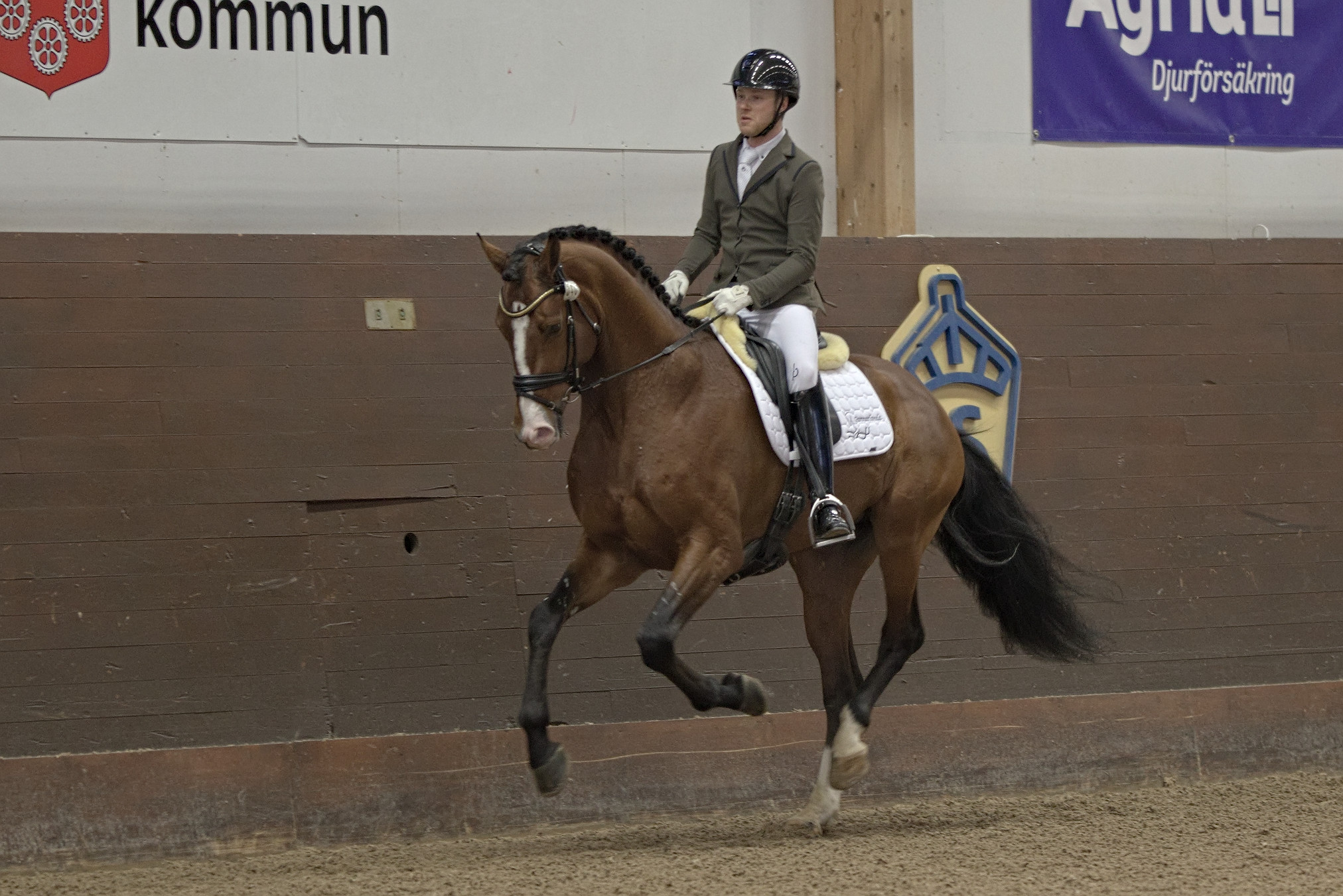 Zensation (SWB) at the Swedish Stallion Test 2022. Photo Jöns Leandersson.
