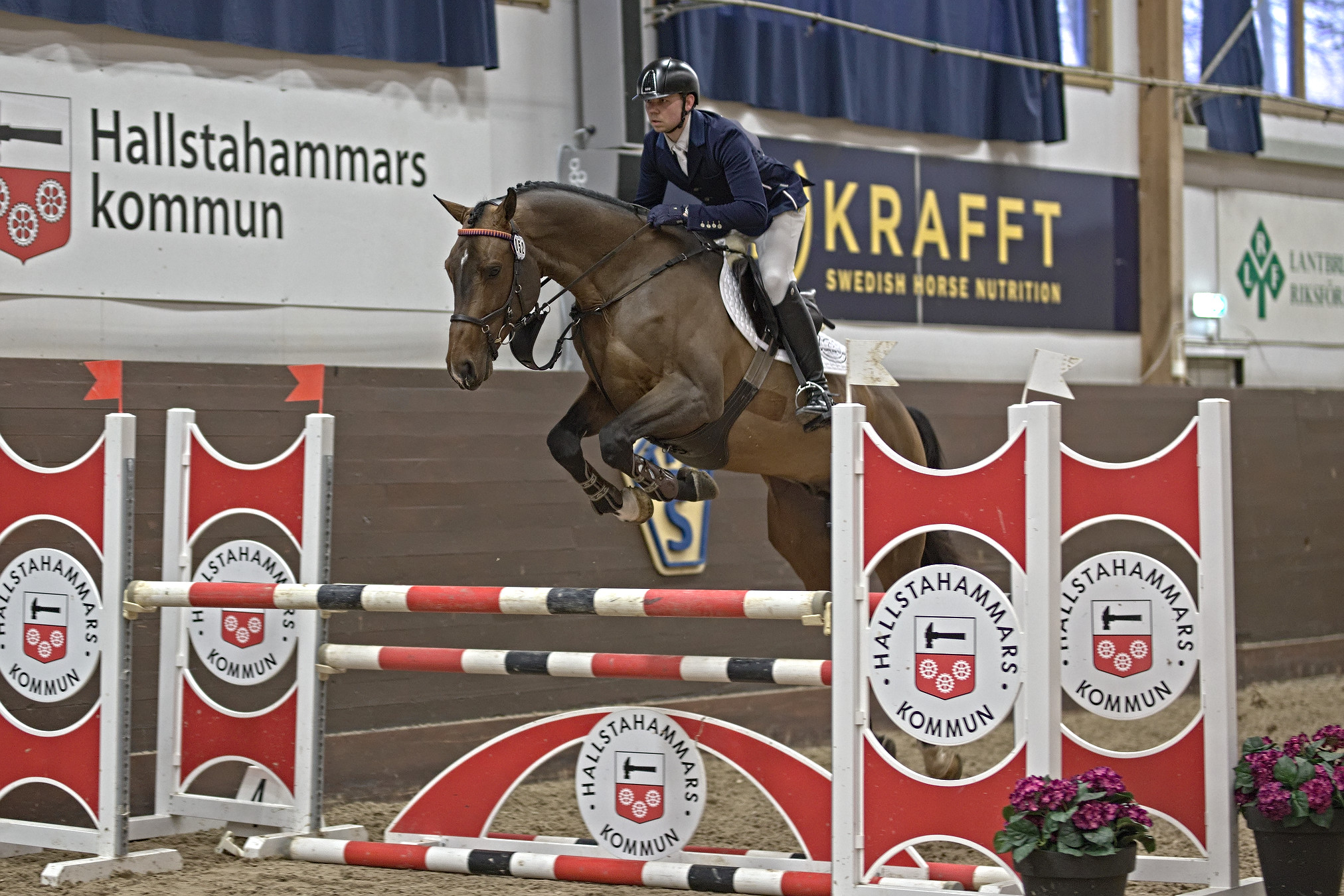 Calestro (SWB) at the Swedish Stallion Test 2022. Photo Jöns Leandersson.