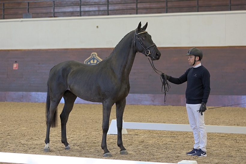 Gameboy (SWB) at the Swedish Stallion Performance Test 2021. Photo Jöns Leandersson.
