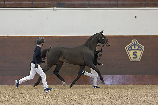 Hector Q (SWB) at the Swedish Stallion Test 2021. Photo Jöns Leandersson.