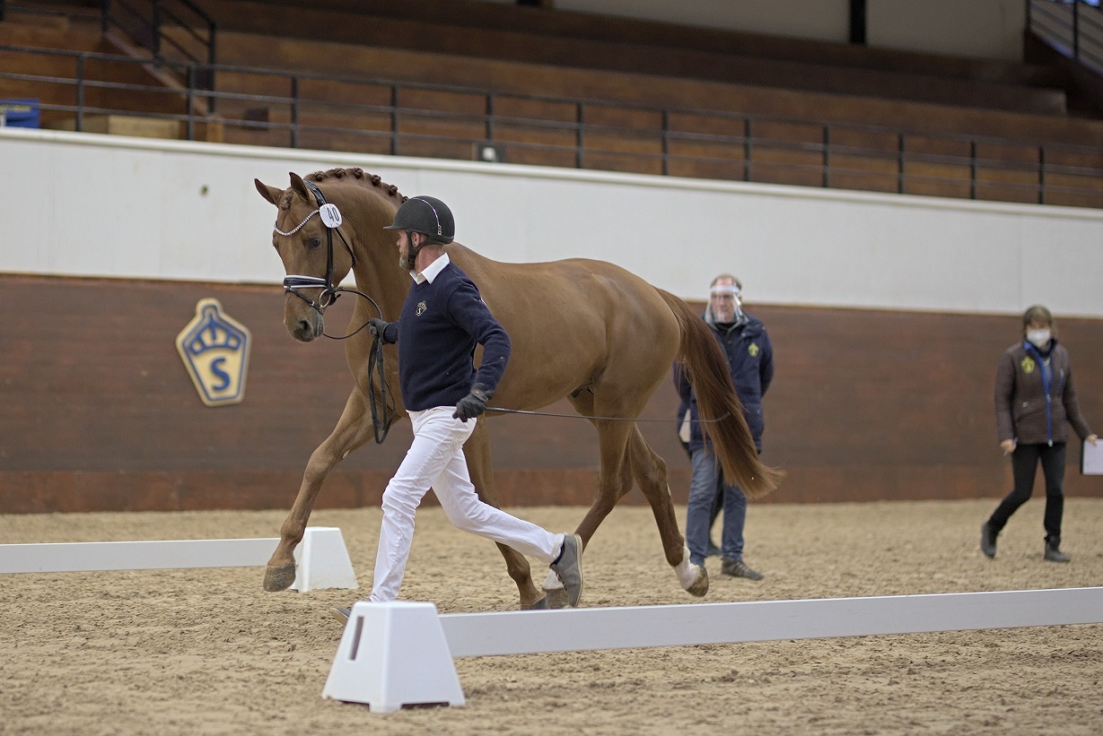 Morricello VH at the Swedish Stallion Test 2021. Photo Jöns Leandersson.