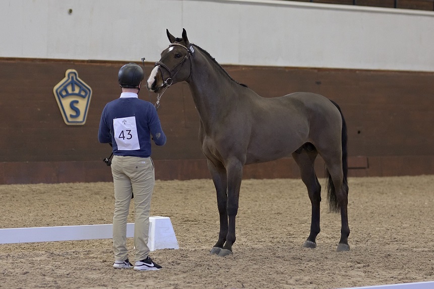 Rollcat (SWB) at the Swedish Stallion Test 2021. Photo Jöns Leandersson.
