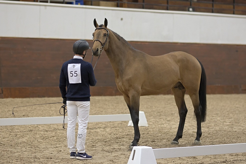 York Hästak (SWB) at the Swedish Stallion Test 2021. Photo Jöns Leandersson.