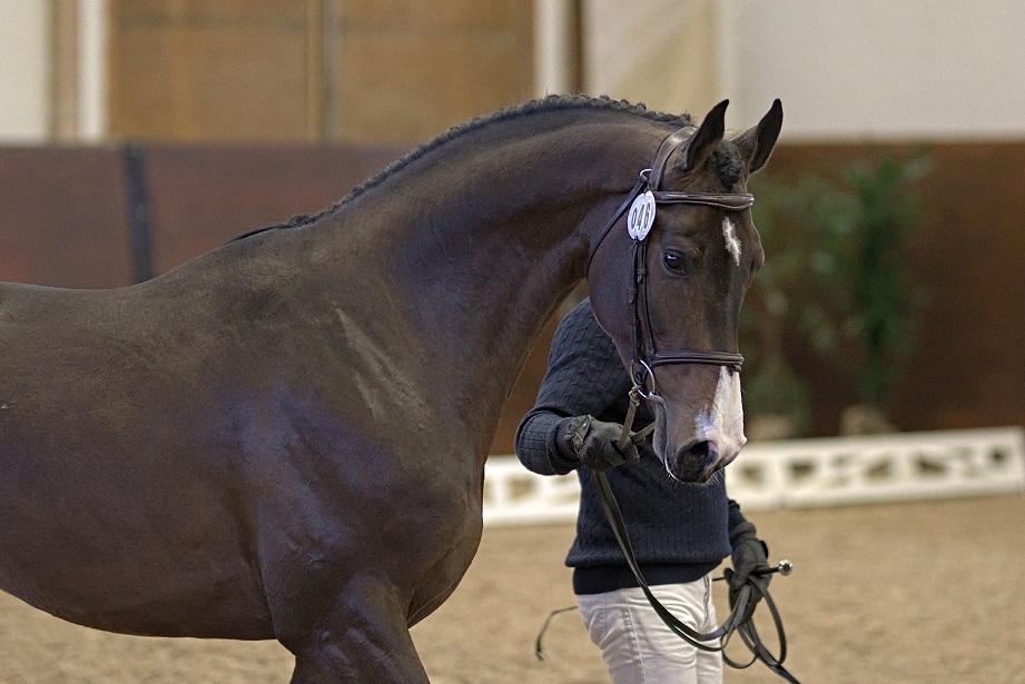Zezar Hästak (SWB) at Swedish Stallion Test 2021. Photo Jöns Leandersson.